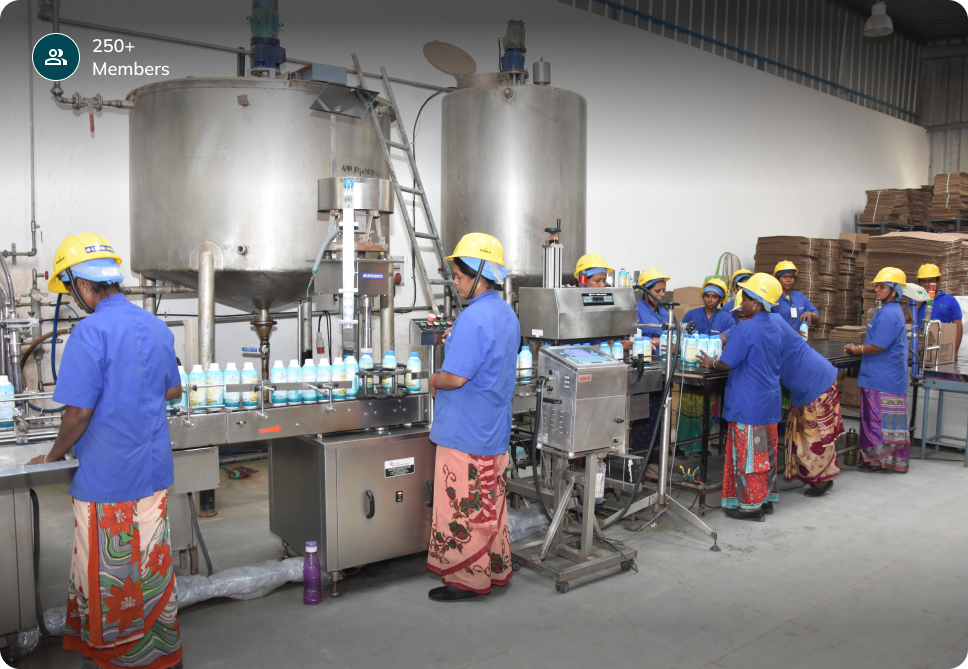 Seaweed cultivation or aquaculture process