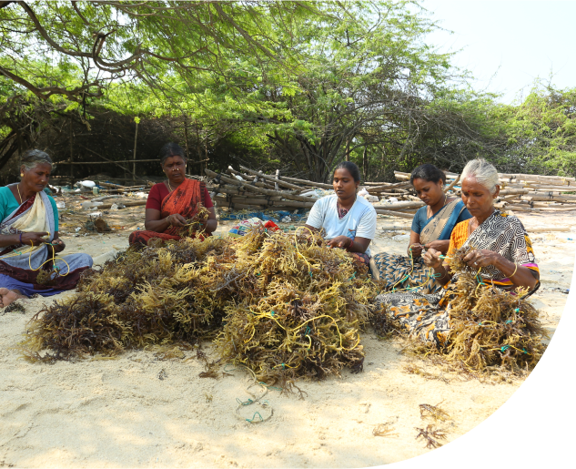 Seaweed cultivation or aquaculture process