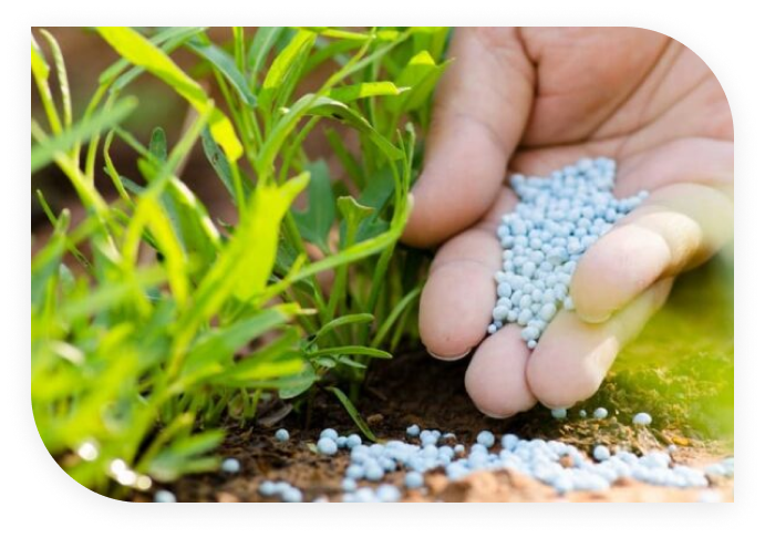 Seaweed cultivation or aquaculture process