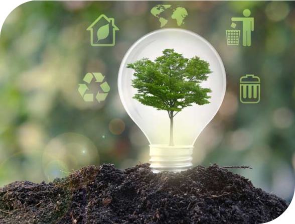 Seaweed cultivation or aquaculture process