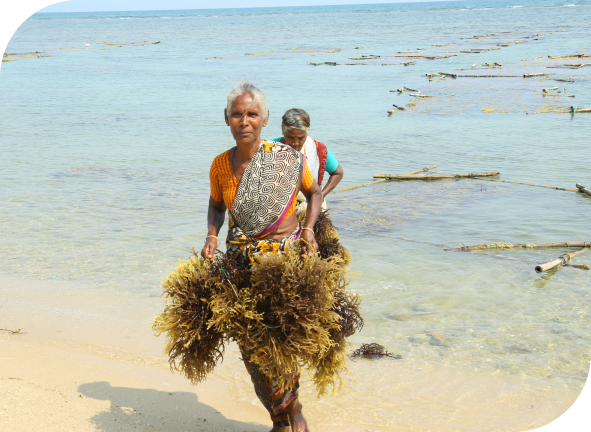 AquAgri seaweed farming visual